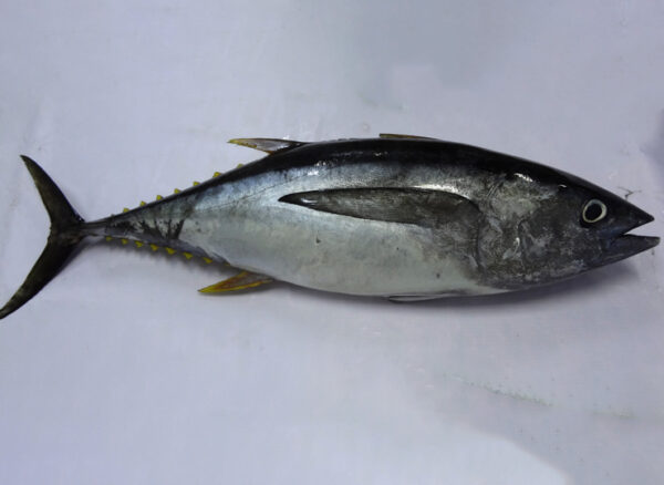 YELLOW FIN TUNA